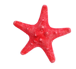 Image showing starfish