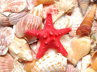 Image showing starfish and seashells