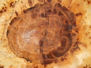 Image showing wood texture