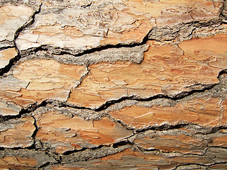 Image showing wooden bark