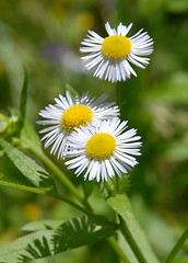 Image showing three flowers