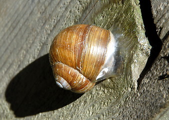 Image showing snail shell