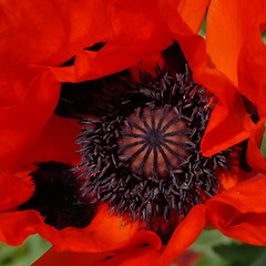 Image showing opium poppy