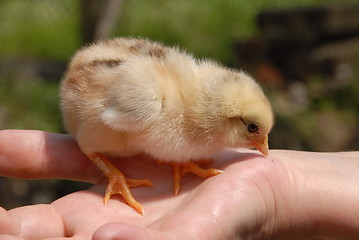 Image showing chicken