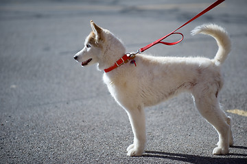 Image showing White husky