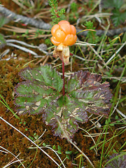 Image showing Cloudberry