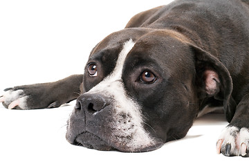 Image showing Portrait of the american staffordshire terrier. Isolated on whit