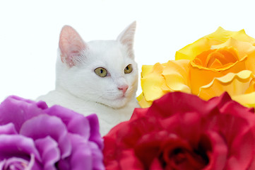 Image showing White cat 