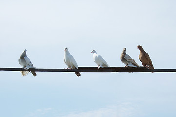 Image showing doves on a plank