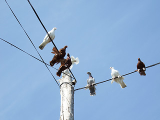 Image showing doves on a power lines