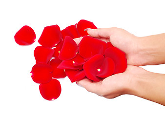 Image showing hand and rose petals