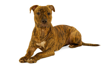 Image showing Staffordshire terrier dog