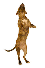 Image showing Standing dog