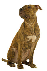 Image showing Staffordshire terrier dog