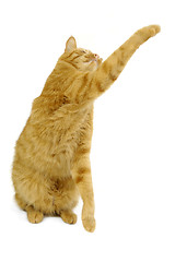 Image showing Cat on white background