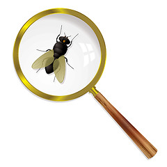 Image showing magnify fly