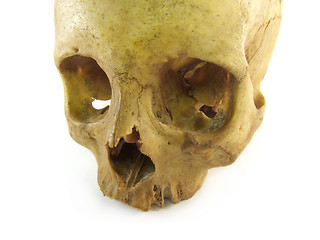 Image showing skull close-up