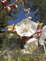 Image showing apricot flowers