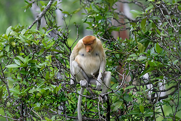 Image showing Proboscis monkey