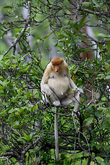 Image showing Proboscis monkey