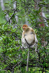 Image showing Proboscis monkey