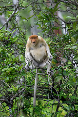 Image showing Proboscis monkey