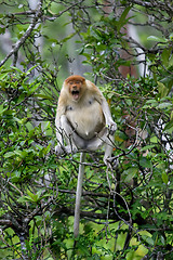 Image showing Proboscis monkey