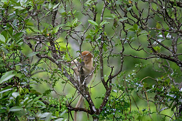 Image showing Proboscis monkey