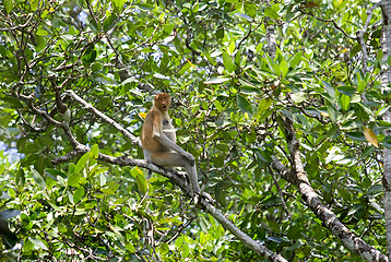 Image showing Proboscis monkey