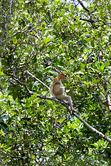 Image showing Proboscis monkey