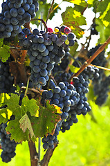 Image showing Red grapes