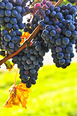 Image showing Red grapes