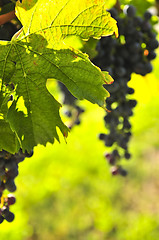 Image showing Red grapes