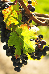 Image showing Red grapes