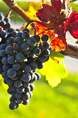 Image showing Red grapes