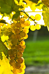 Image showing Yellow grapes