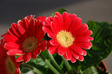 Image showing red flowers