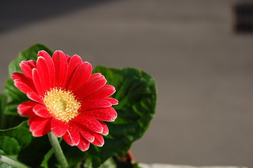 Image showing one red flower