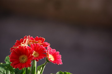 Image showing red flowers