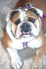 Image showing Bulldog