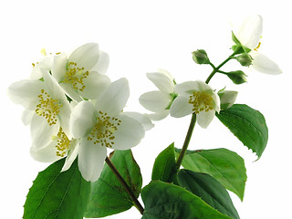 Image showing series flowers: branch of fresh jasmine