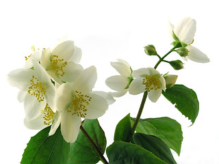 Image showing series flowers: branch of fresh jasmine