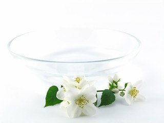 Image showing series flowers: branch of fresh jasmine