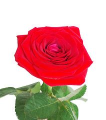 Image showing rose