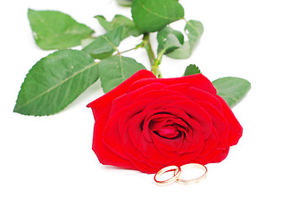 Image showing rose and wedding rings
