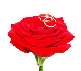 Image showing red rose with a wedding rings