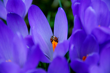 Image showing Ladybird