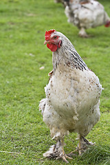 Image showing A rooster