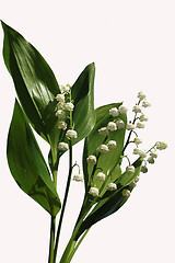 Image showing Lily of the valley.