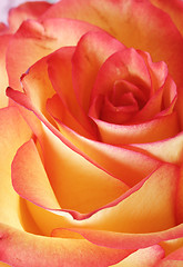 Image showing Rose